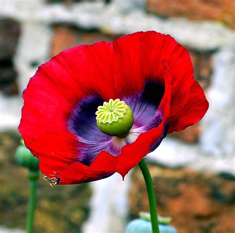 Poppy